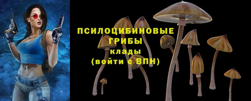 Галлюциногенные грибы GOLDEN TEACHER  Санкт-Петербург 